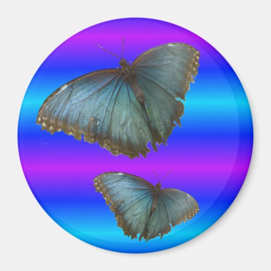 Twee blauwe Morpho Vlinders Blauwe Neon Magnet Magneet (Voorkant)