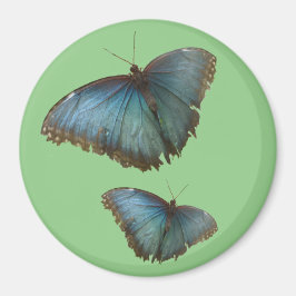 Twee blauwe Morpho vlinders snijden. BG Kleurenmag Magneet