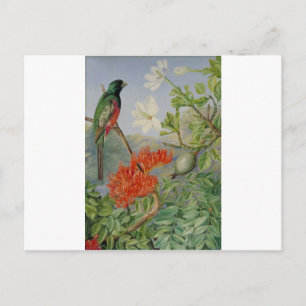 Twee bloeiende struiken van Natal en een Trogon Briefkaart