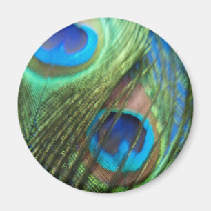 Twee Blue Peacock Feathers Magnet Magneet