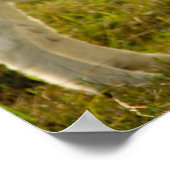 Twee boer Goats Cute Poster (Hoek)