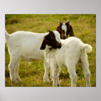 Twee boer Goats Cute