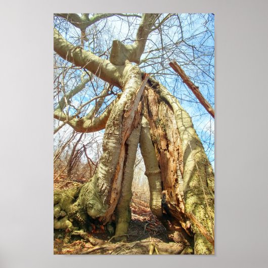 Twee bomen, samen gekweekt poster (Voorkant)