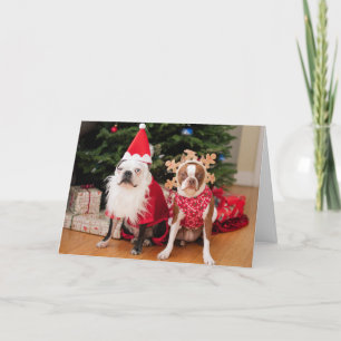 Twee Boston terriers in de kostuums van Kerstmis Feestdagen Kaart