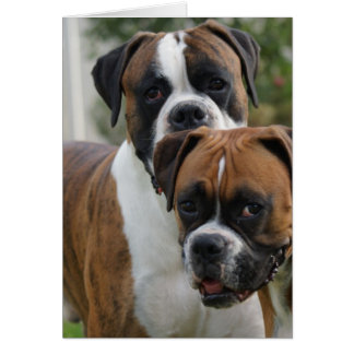 Twee Boxer-honden