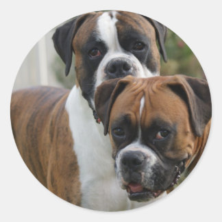 Twee Boxer Honden Ronde Sticker