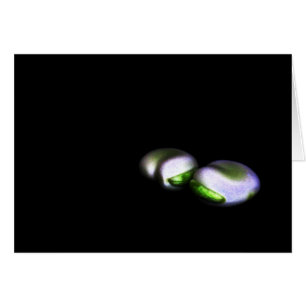 Twee brede bonen gccna