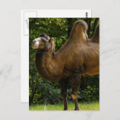 Twee Briefkaart van het gepompte kameel (Voorkant / Achterkant)