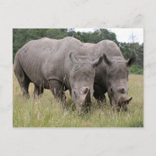 Twee Briefkaarten van Rhinos