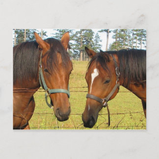 Twee bruine paarden in een veld, bedenkelijke paar briefkaart