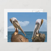 Twee bruine Pelikans Briefkaart (Voorkant / Achterkant)