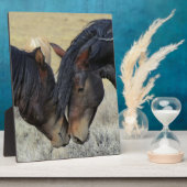 Twee bruine wilde paarden fotoplaat (Zijkant)