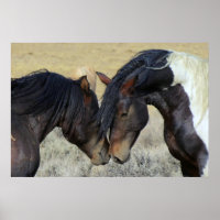 Twee bruine wilde paarden