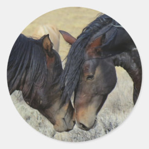 Twee bruine wilde paarden ronde sticker