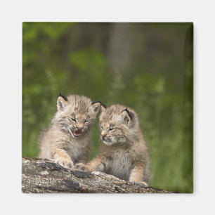 Twee Canada Lynx Kittens die op een logboek spelen Magneet
