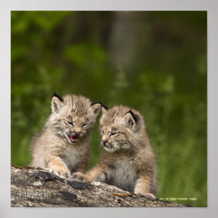 Twee Canada Lynx Kittens die op een logboek spelen Poster
