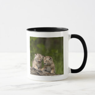 Twee Canadese Lynx (Lynx Canadensis) Kittens Mok