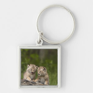 Twee Canadese Lynx (Lynx Canadensis) Kittens Sleutelhanger