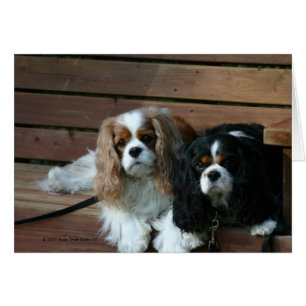 Twee Cavaliers wachten op een bank