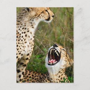 Twee cheeta's briefkaart