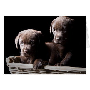 Twee chocolade-labrador-Puppies