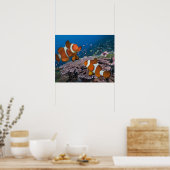 Twee Clownvissen Poster (Keuken)