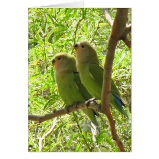 Twee Cockatoten van Arizona