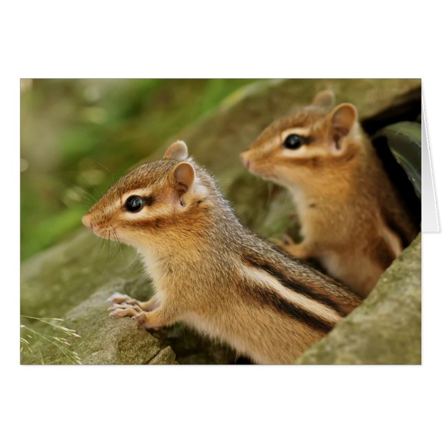 Twee Cute Baby Chipmunks (Voorkant Horizontaal)