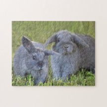 Twee Cute Baby Gray Holland Lop Bunny Rabbits