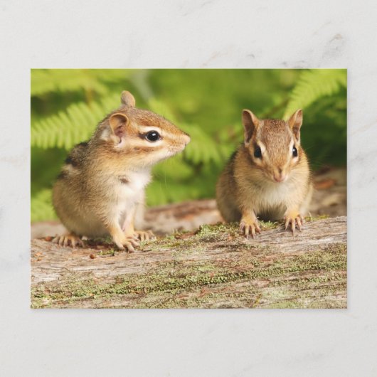 Twee Cute Chipmunk Babies Briefkaart (Voorkant)