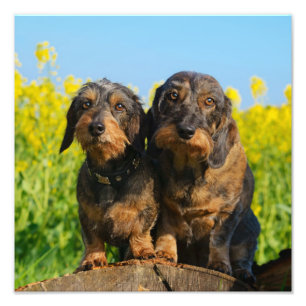 Twee Cute Dachshunds Dogs Dackel Friends Pet Foto Foto Afdruk