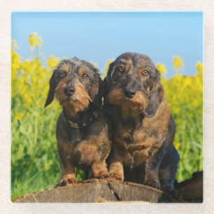 Twee Cute Dachshunds Dogs Dackel Friends Pet Foto Glazen Onderzetter