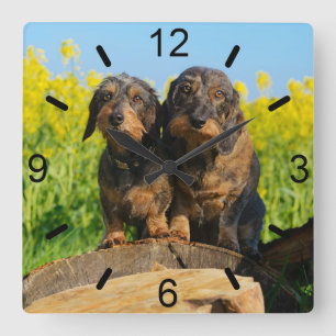 Twee Cute Dachshunds Dogs Dackel Friends Pet Foto Vierkante Klok