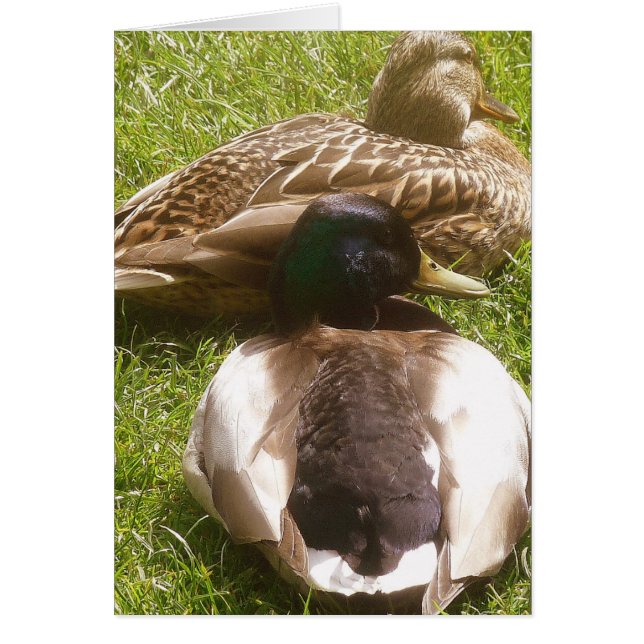 Twee Cute Ducks Kaart (Voorkant)