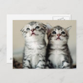 Twee Cute Kittens Briefkaart (Voorkant / Achterkant)