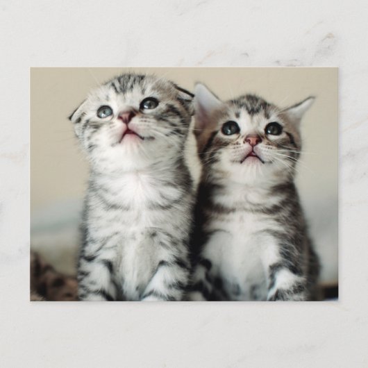 Twee Cute Kittens Briefkaart (Voorkant)