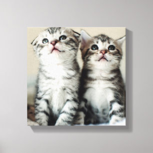 Twee Cute Kittens Canvas Afdruk