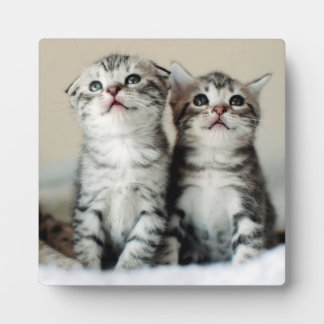 Twee Cute Kittens Fotoplaat