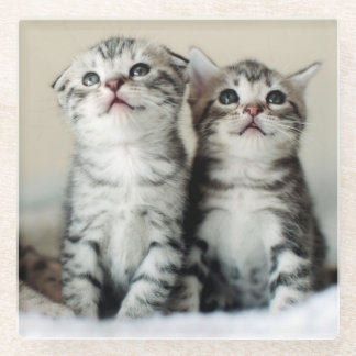 Twee Cute Kittens Glazen Onderzetter
