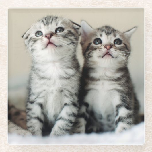 Twee Cute Kittens Glazen Onderzetter (Voorkant)