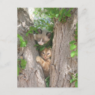 Twee Cute Kittens in een boom Briefkaart