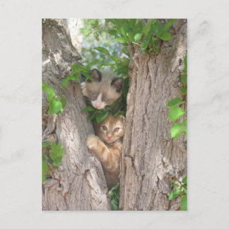 Twee Cute Kittens in een boom Briefkaart