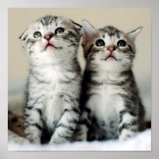 Twee Cute Kittens Poster