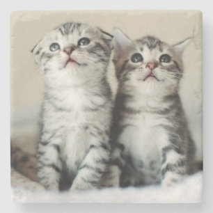 Twee Cute Kittens Stenen Onderzetter