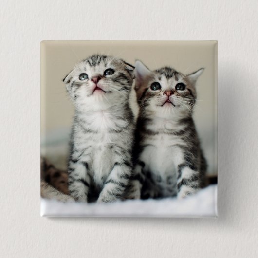Twee Cute Kittens Vierkante Button 5,1 Cm (Voorkant)