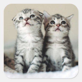 Twee Cute Kittens Vierkante Sticker