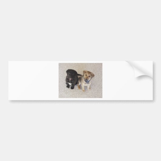Twee Cute Labrador-Puppies Bumpersticker (Voorkant)