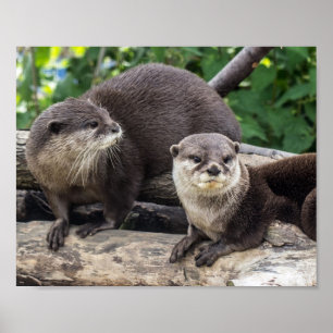 Twee Cute Otters   Otter Poster
