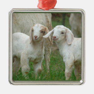 Twee Cute White Baby geiten Metalen Ornament