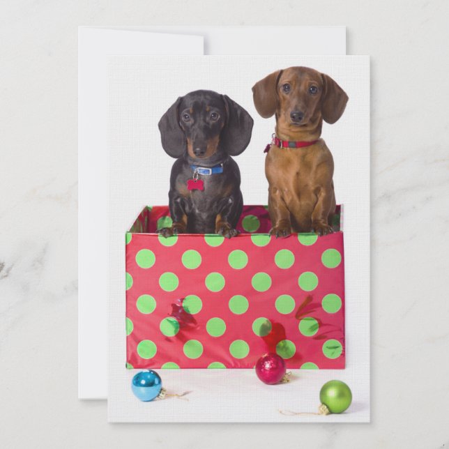 Twee Dachshund-Puppies (Voorkant)
